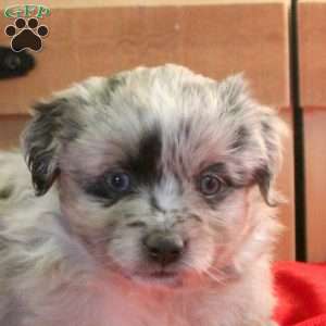 Maya, Miniature Australian Shepherd Puppy