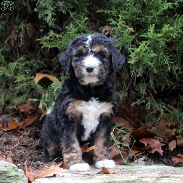 Meg, Bernedoodle Puppy