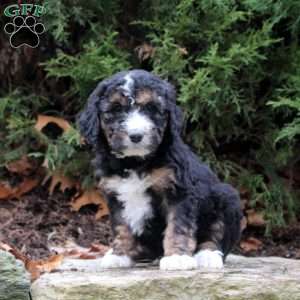 Meg, Bernedoodle Puppy
