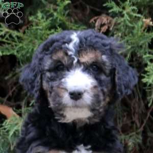 Meg, Bernedoodle Puppy