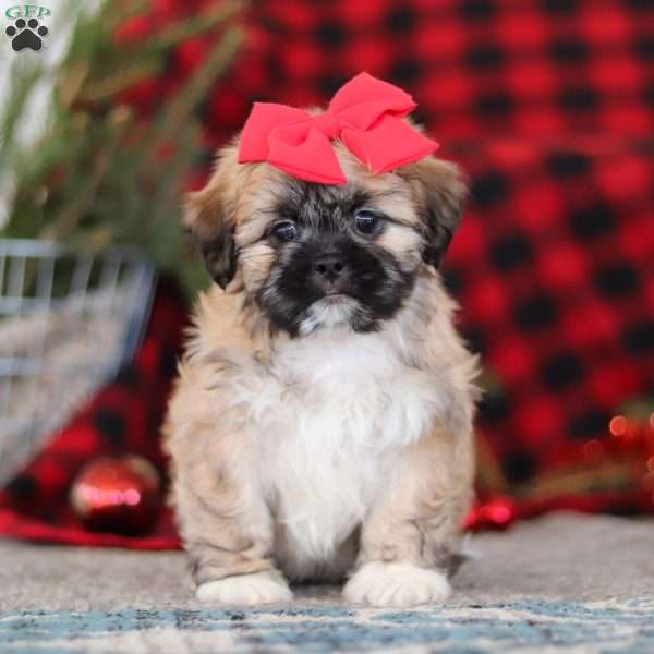 Megan, Lhasa Apso Puppy