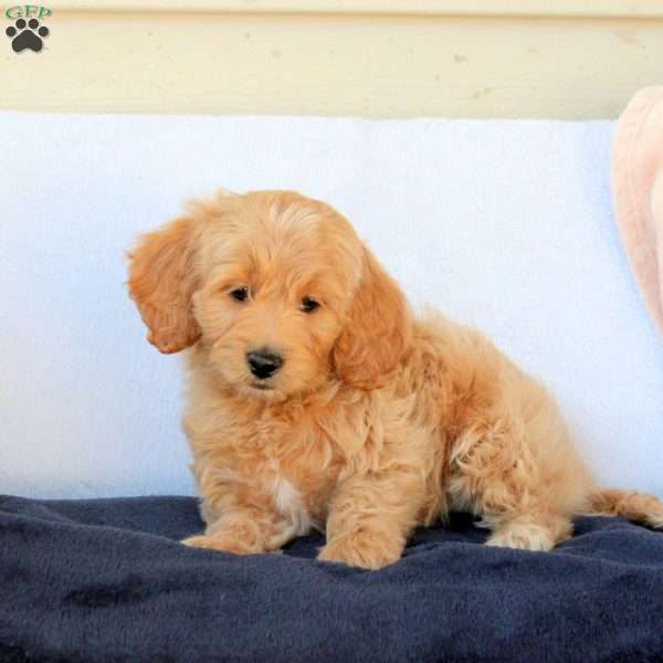 Megan, Cockapoo Puppy