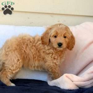 Megan, Cockapoo Puppy