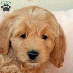 Megan, Cockapoo Puppy