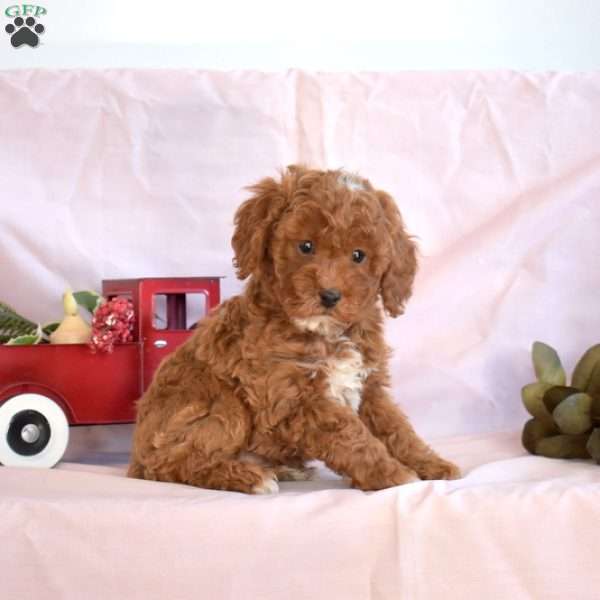Melody, Miniature Poodle Puppy