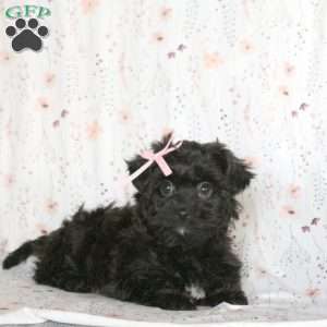 Melody, Shorkie-Poo Puppy