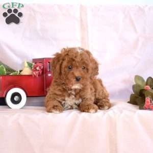 Melody, Miniature Poodle Puppy
