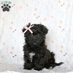 Melody, Shorkie-Poo Puppy