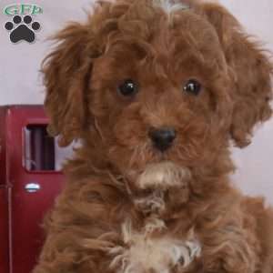 Melody, Miniature Poodle Puppy