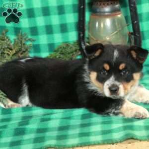Memphis, Welsh Corgi Mix Puppy