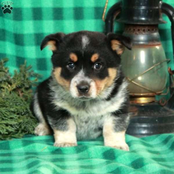 Memphis, Welsh Corgi Mix Puppy