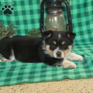 Memphis, Welsh Corgi Mix Puppy