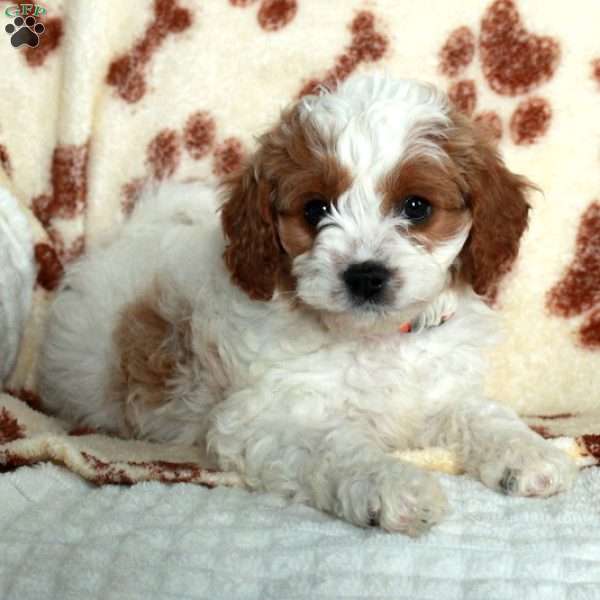Merlin, Cavapoo Puppy
