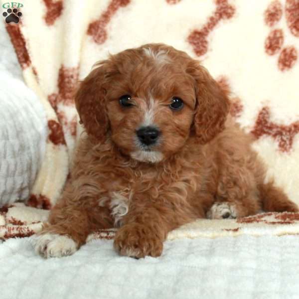 Merritt, Cavapoo Puppy