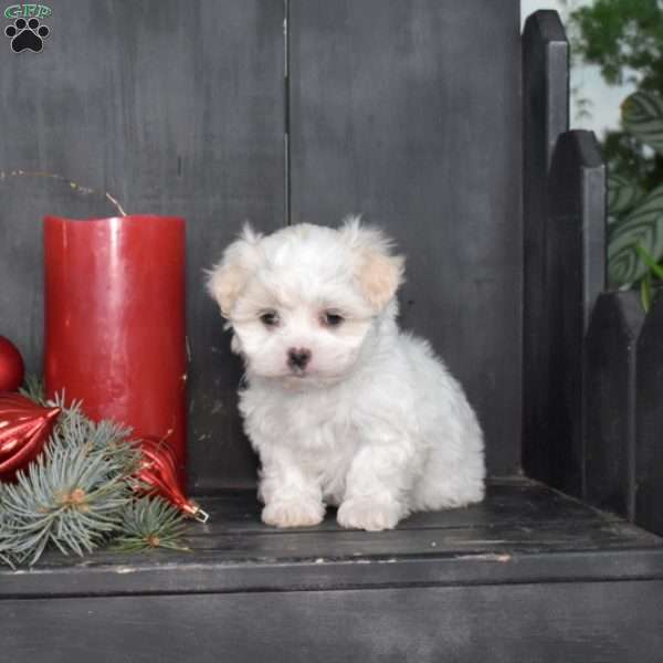 Merry, Mal-Shi Puppy