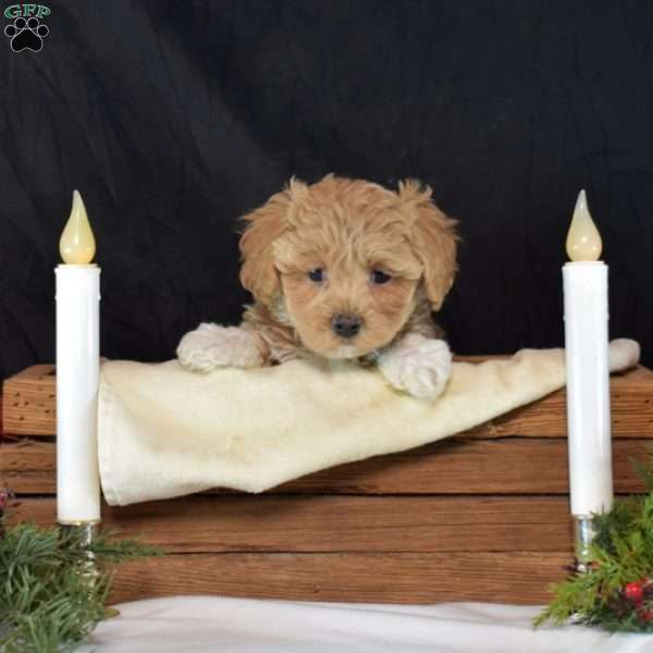 Merry, Maltipoo Puppy
