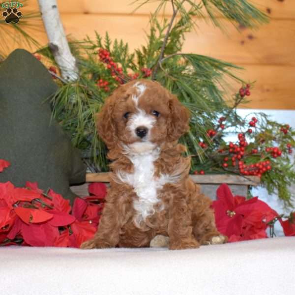 Merry, Cavapoo Puppy
