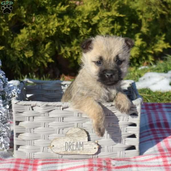 Merry, Cairn Terrier Puppy