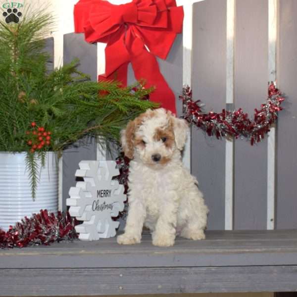 Merry, Miniature Poodle Puppy