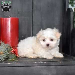 Merry, Mal-Shi Puppy