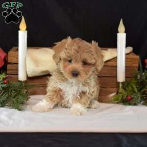 Merry, Maltipoo Puppy