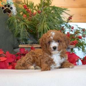 Merry, Cavapoo Puppy