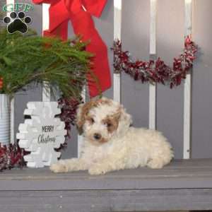 Merry, Miniature Poodle Puppy