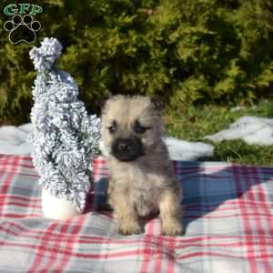 Merry, Cairn Terrier Puppy