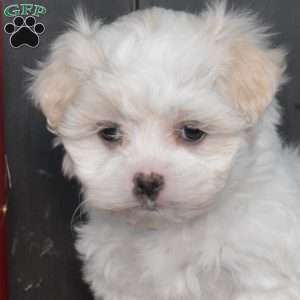 Merry, Mal-Shi Puppy