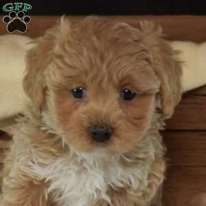 Merry, Maltipoo Puppy