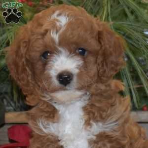 Merry, Cavapoo Puppy