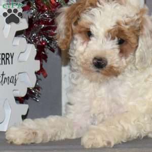 Merry, Miniature Poodle Puppy