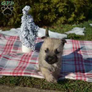 Merry, Cairn Terrier Puppy