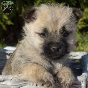 Merry, Cairn Terrier Puppy
