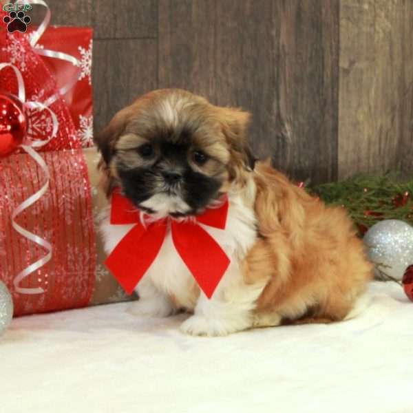 Merry, Teddy Bear Puppy