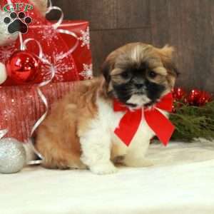 Merry, Teddy Bear Puppy