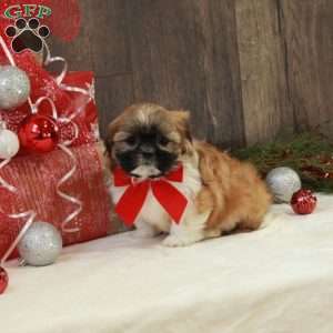 Merry, Teddy Bear Puppy