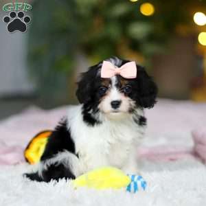 Mia, Cavapoo Puppy
