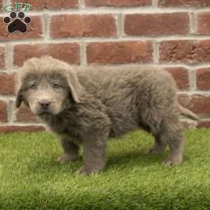 Mia, Newfoundland Puppy