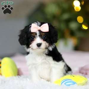 Mia, Cavapoo Puppy