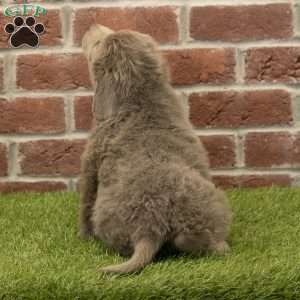 Mia, Newfoundland Puppy