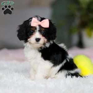 Mia, Cavapoo Puppy