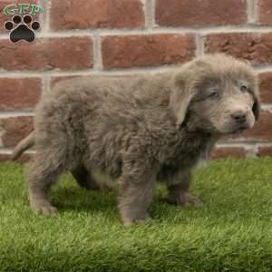 Mia, Newfoundland Puppy