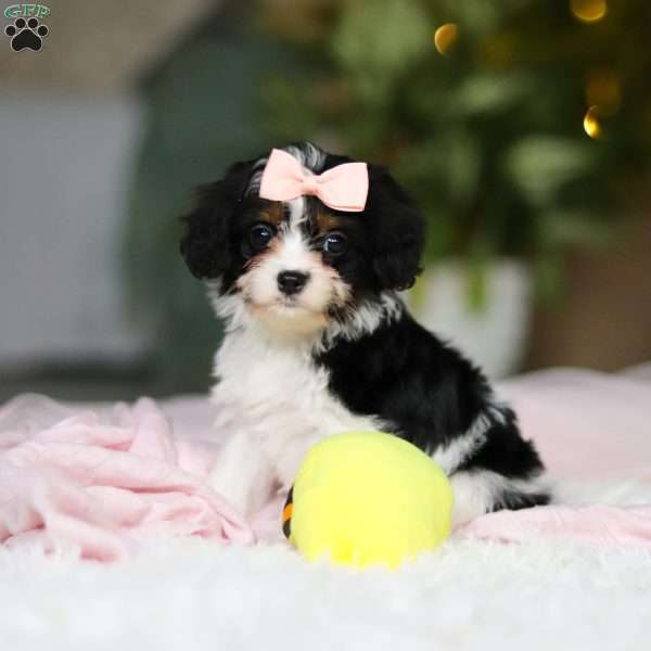 Mia, Cavapoo Puppy