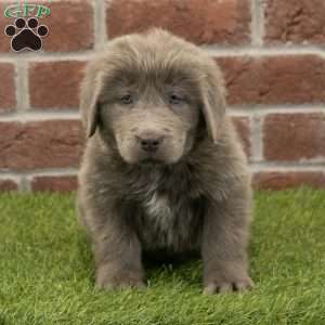 Mia, Newfoundland Puppy