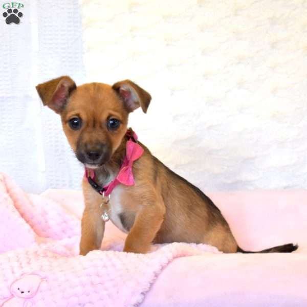 Mia, Jack Russell Mix Puppy
