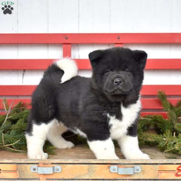 Mia, Akita Puppy