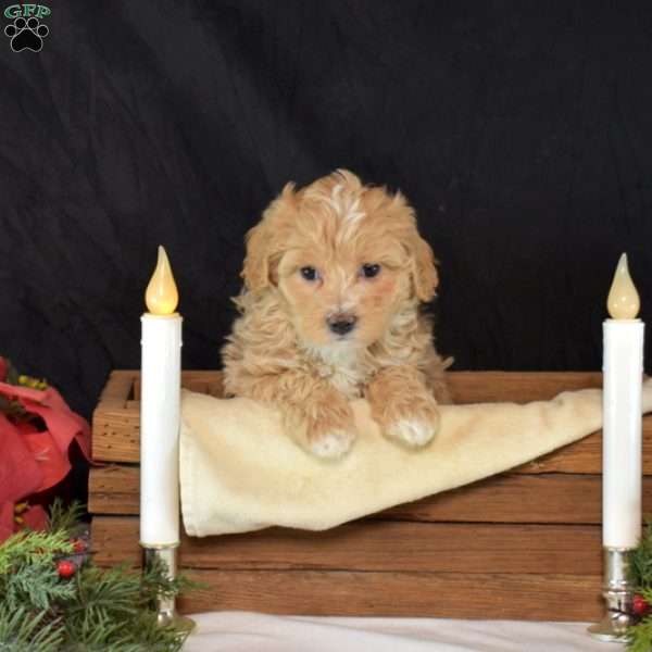 Mia, Maltipoo Puppy