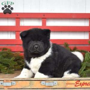 Mia, Akita Puppy