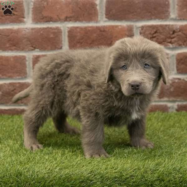 Mia, Newfoundland Puppy